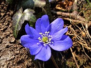 19 Festa di fiori sui sentieri al Monte Zucco - Hepatica nobilis (Erba trinita)